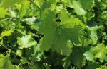 Виноградные листья: польза и вред, свойства, вкус Виноградные листья польза и вред для организма