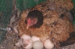 Как да накараш пиле да седи на яйца?