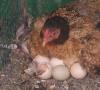 Kako natjerati kokoš da sjedi na jajima?