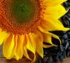 Słonecznik – uprawa, korzystne właściwości i przeciwwskazania