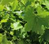 Виноградные листья: польза и вред, свойства, вкус Виноградные листья польза и вред для организма